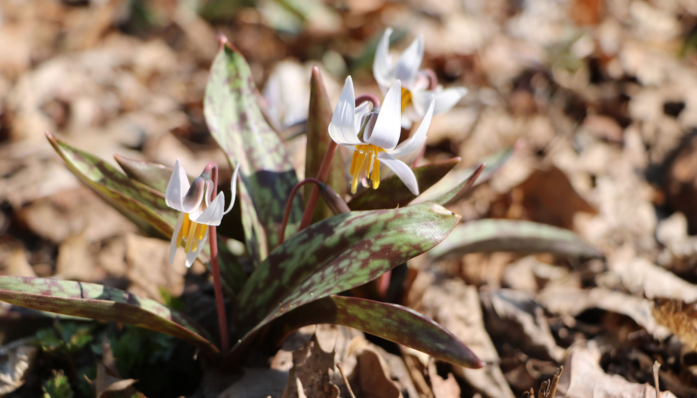 white trout lily wildflower