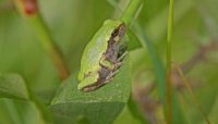 Eastern gray tree frog at McGinnis Slough