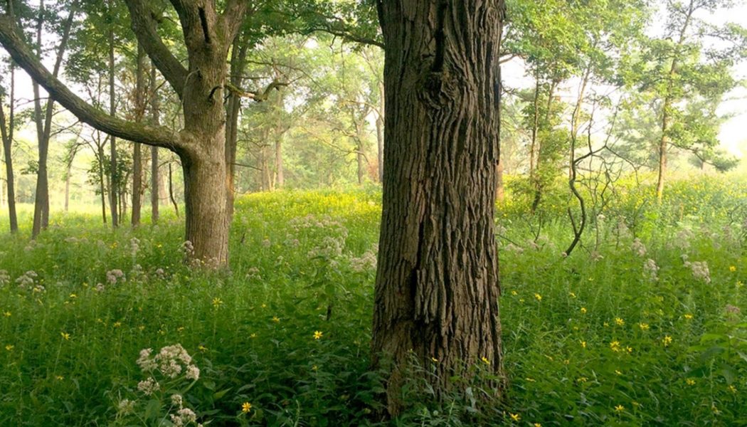 Somme Prairie Grove Recognized as an Illinois Nature Preserve Forest