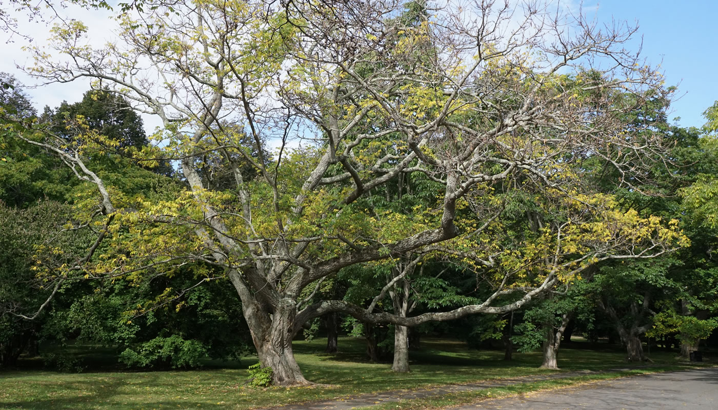 an invasive amur cork tree among other trees next to a path