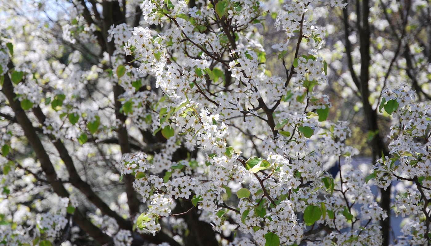 flowers on a branch of an invasive callery pear tree