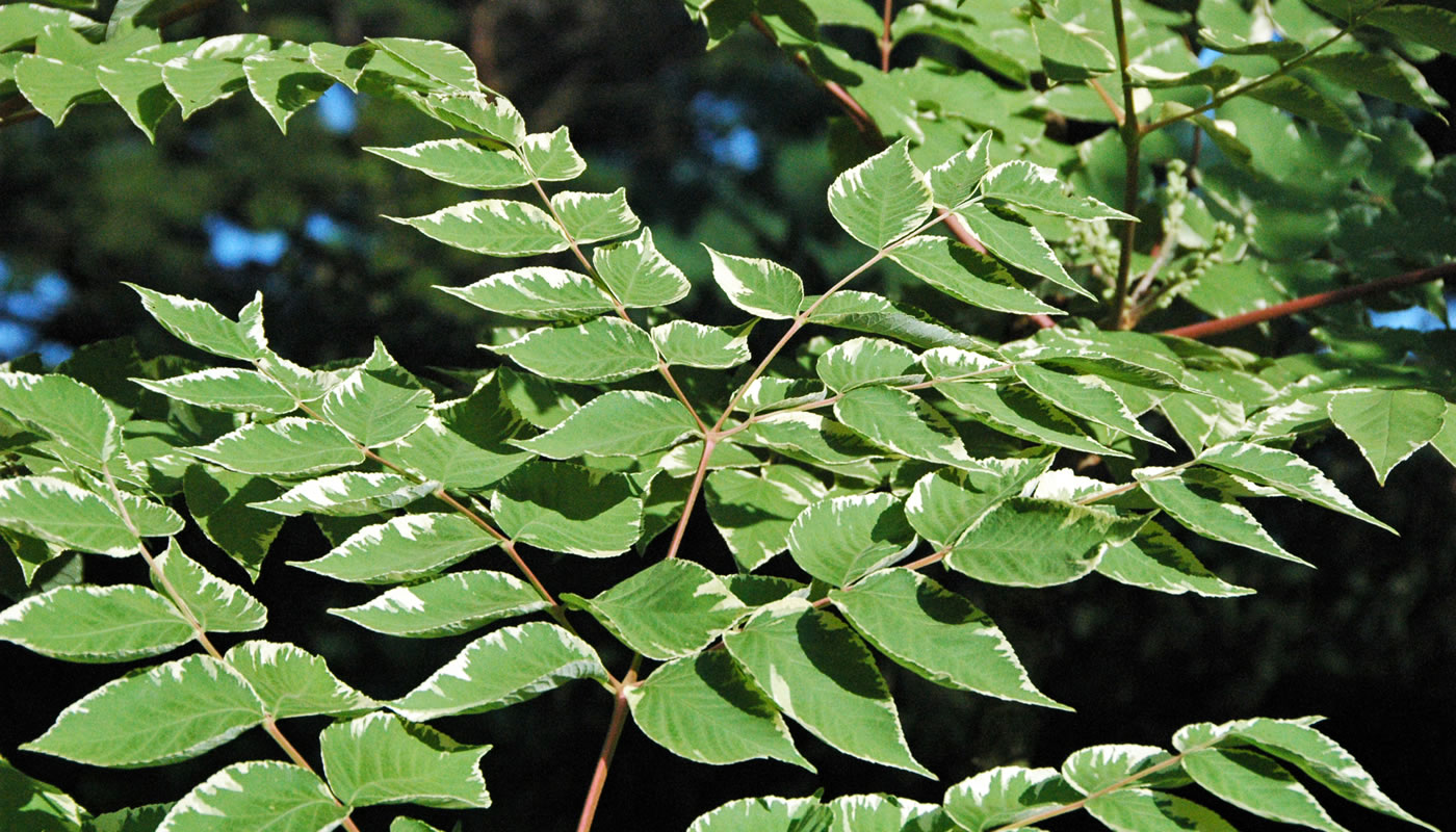 leaves on a branch of the invasive Japanese angelica tree