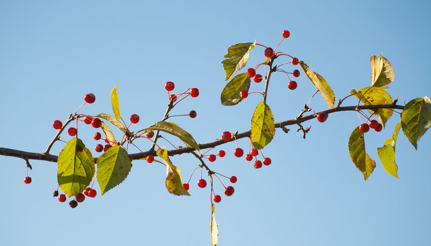 berries and leaves on a single stem of invasive Japanese crabapple