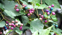 berries and leaves of the invasive porcelain berry vine