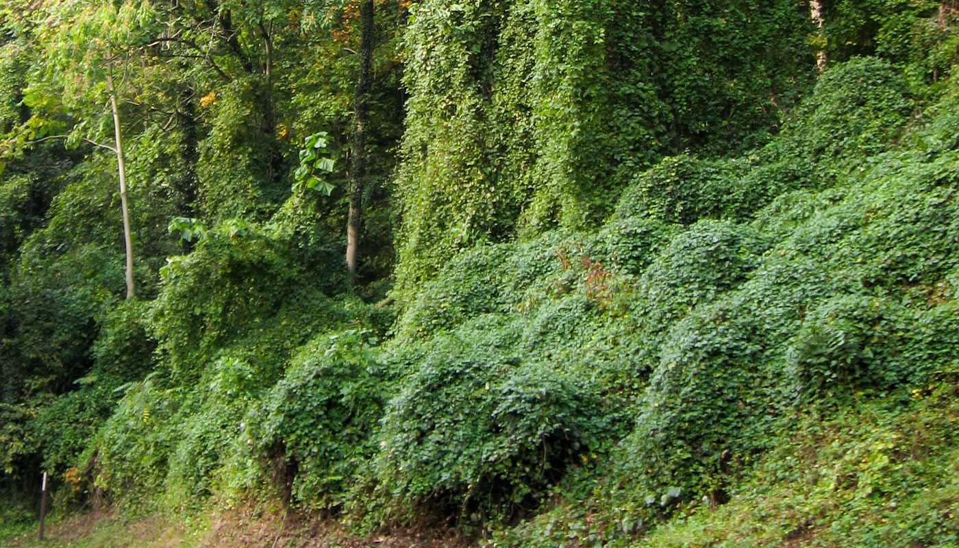 porcelain berry vine covering trees