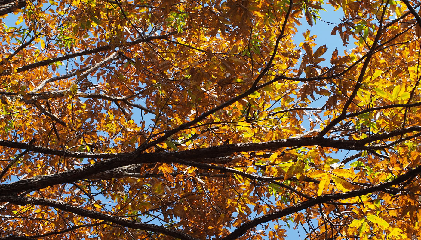 branches of the invasive sawtooth oak, with orange and yellow leaves in the fall