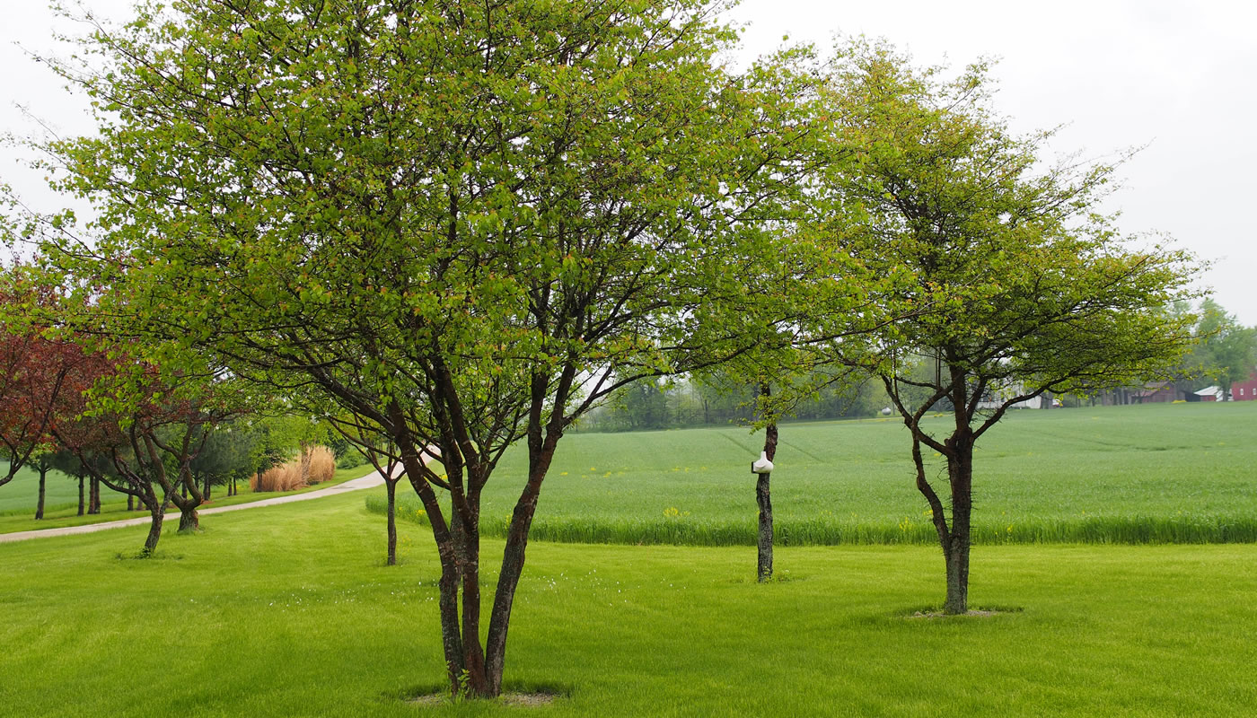 several invasive Washington hawthorn trees in front of a field