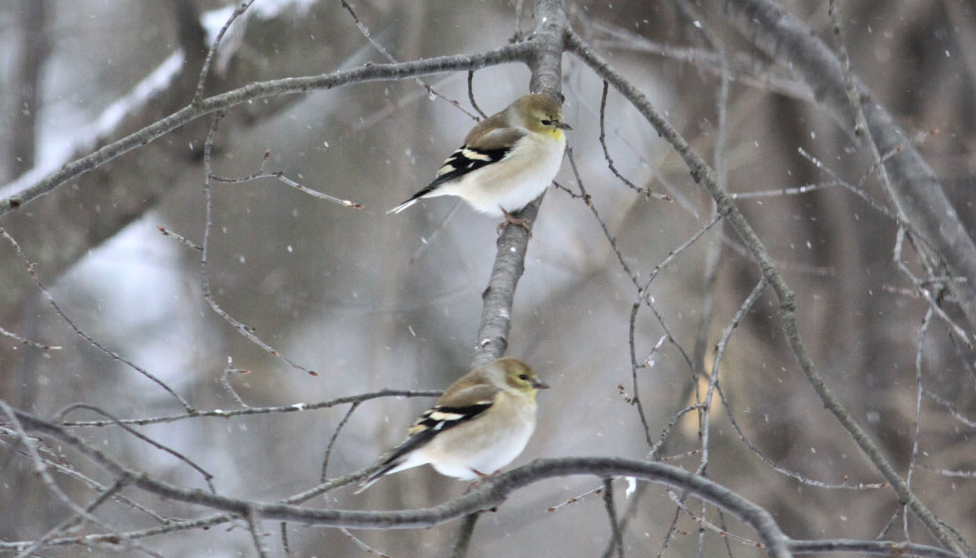 two American goldfinches on a branch with snow falling