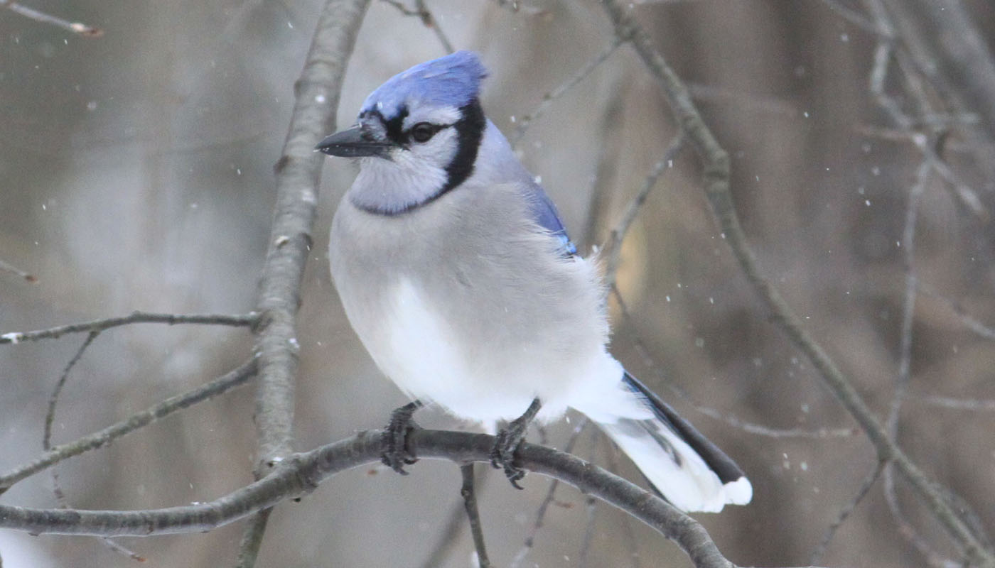 blue jay perched on a branch with snow falling