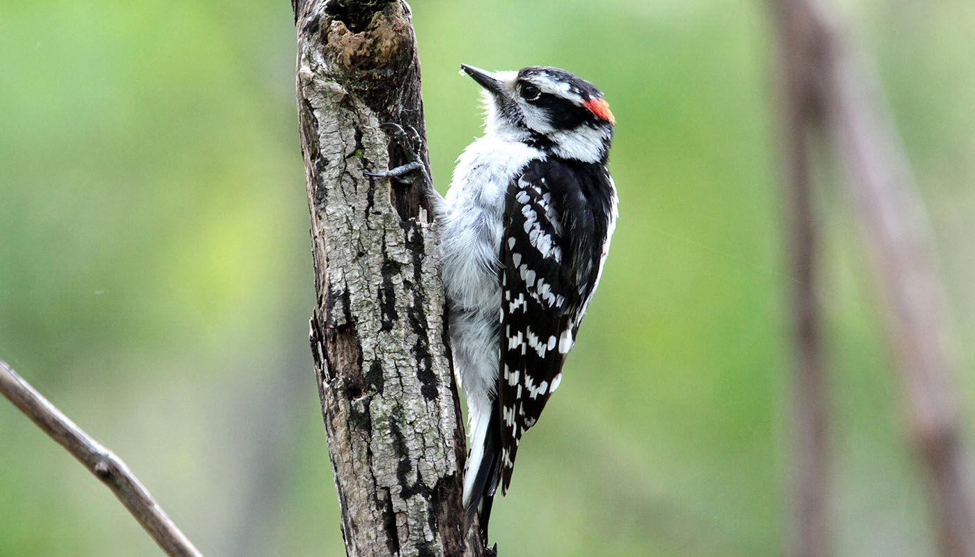downy woodpecker on a tree branch