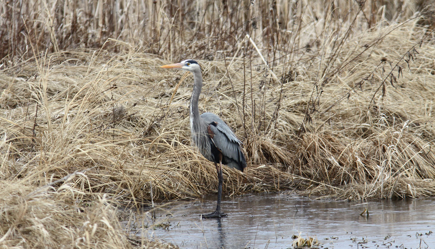 great blue heron on frozen water with brown grass in the background