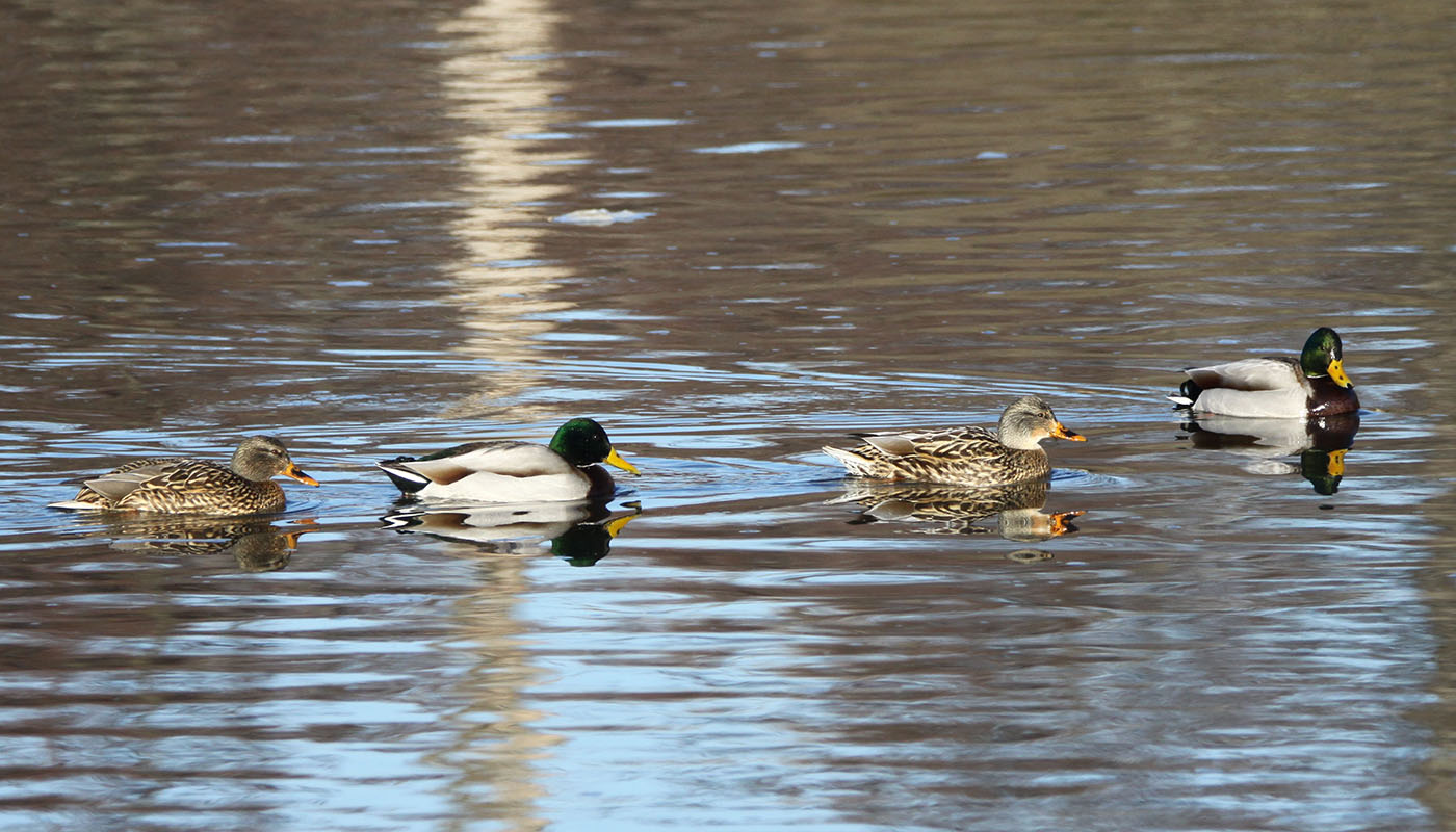 two male and two female mallards on the water