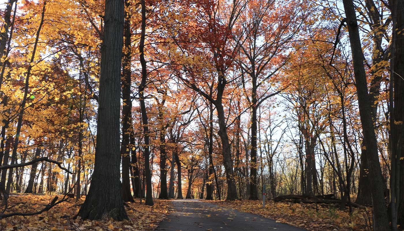 North Branch Trail at Bunker Hill surrounded by large trees with orange and red leaves