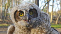 close up of a great horned owlet in the woods