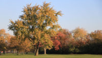 mowed lawn at Miller Meadow with large trees with leaves changing from green to yellows and reds