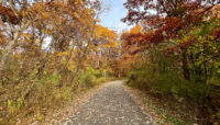 Thorn Creek Trail at Sauk Trail Woods surrounded by trees with leaves changing from green to reds and oranges