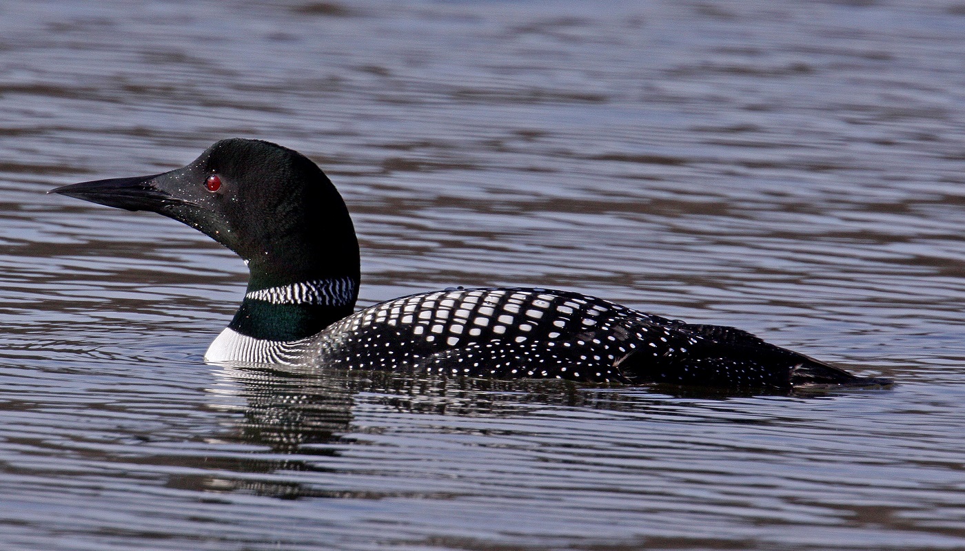 Common loon in the water, photo by Paul Dacko.