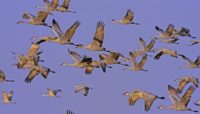 a group of sandhill cranes in the sky above Jasper-Pulaski Fish & Wildlife Area, photo by Paul Dacko