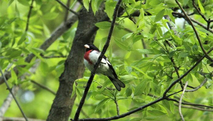 rose-breasted grosbeak perched on a branch