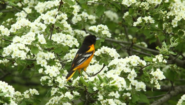 baltimore oriole perched on a flowering tree