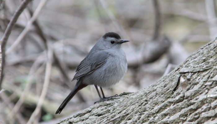 gray catbird standing on a log