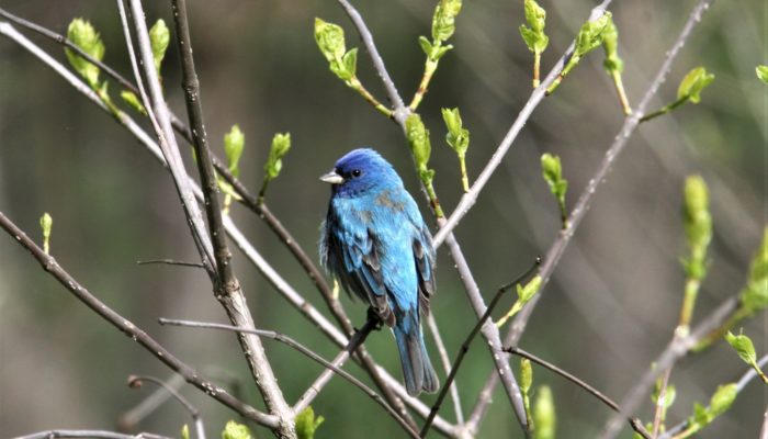 indigo bunting perched on a branch