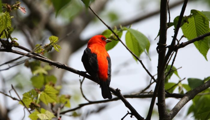 a scarlet tanager sitting on a branch