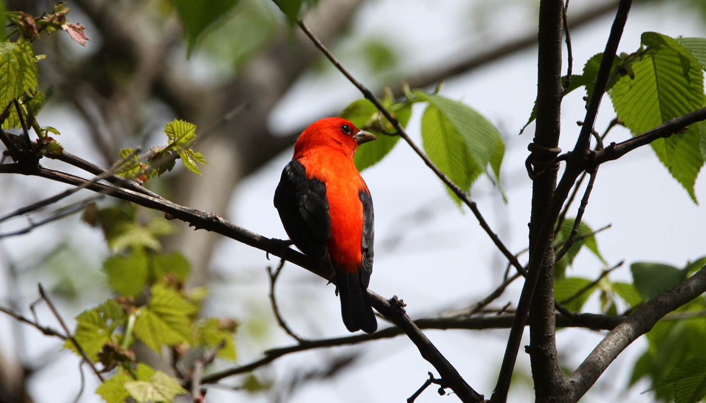 Bird Painting Step-By-Step: Scarlet Tanager