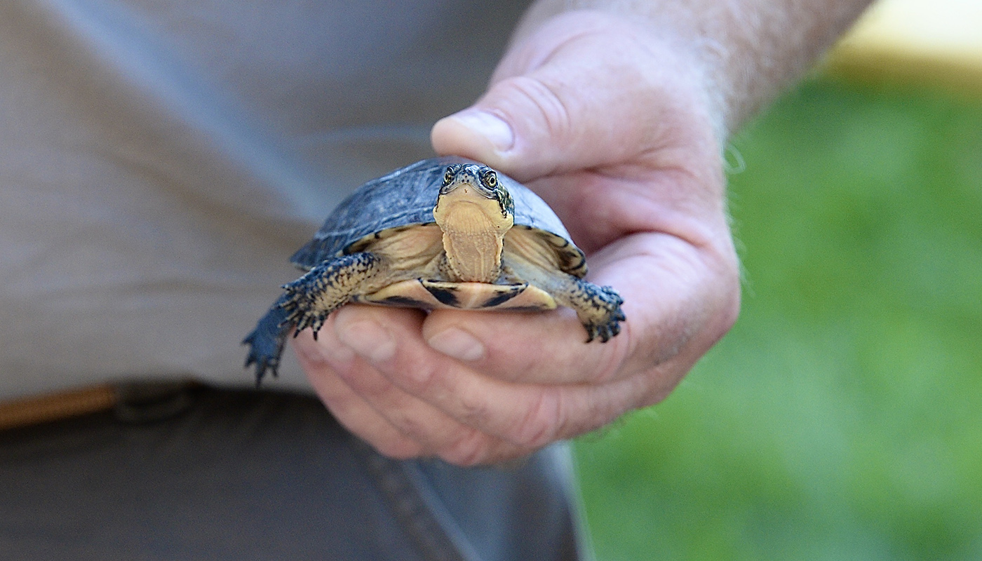 A baby Blanding's turtle being help before release into the wild
