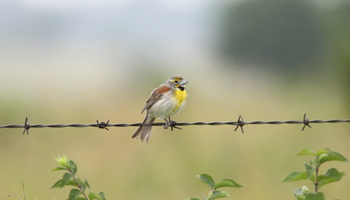 A dickcissel perched on wire.