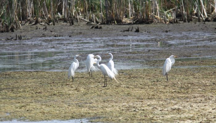 a group of great egrets standing in water