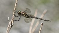 A Hine's Emerald Dragonfly