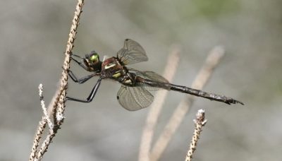 A Hine's Emerald Dragonfly