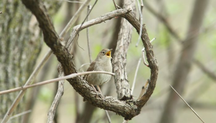 A house wren calling from a tree branch