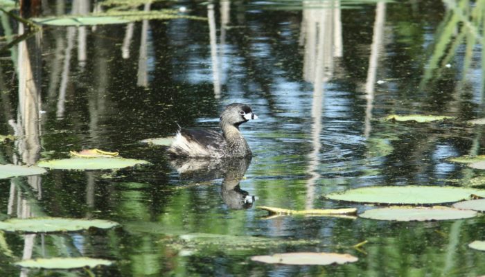 a pied-billed grebe in water