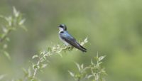 A tree swallow perched on a branch