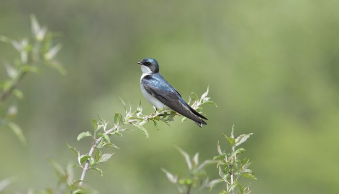 A tree swallow perched on a branch