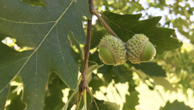 Swamp white oak leaves and acorns at Harms Woods-South.