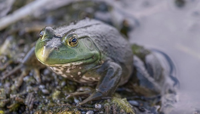 Pictures With The Name Of Amphibians That Are Bullfrogs