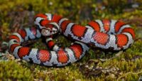 A photo of a milk snake showcasing white and orange patterns along its scales.
