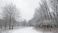 Snow-covered trail at Bunker Hill Forest Preserve