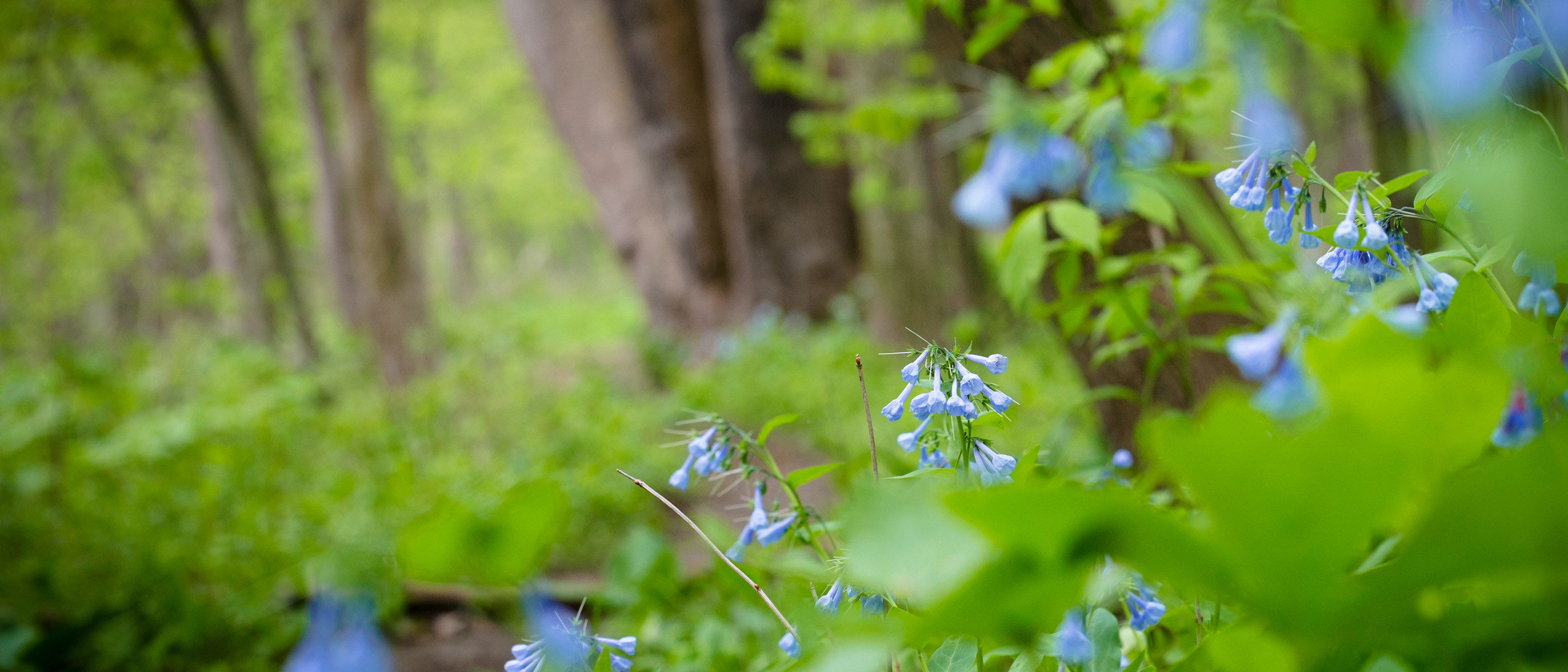 Bluebells blooming in the warmth of spring, creating a serene and picturesque landscape.