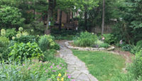 A garden with a variety of native plantings