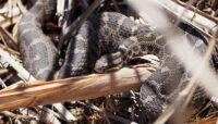 An eastern massasauga rattlesnake laying in brush.