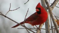 A northern cardinal sitting on a branch.
