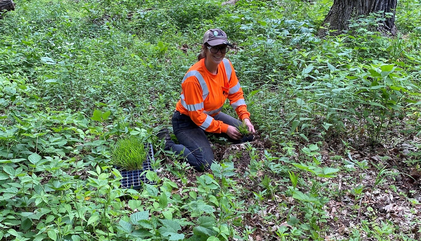 A person planting native plants in a restored forest preserve.