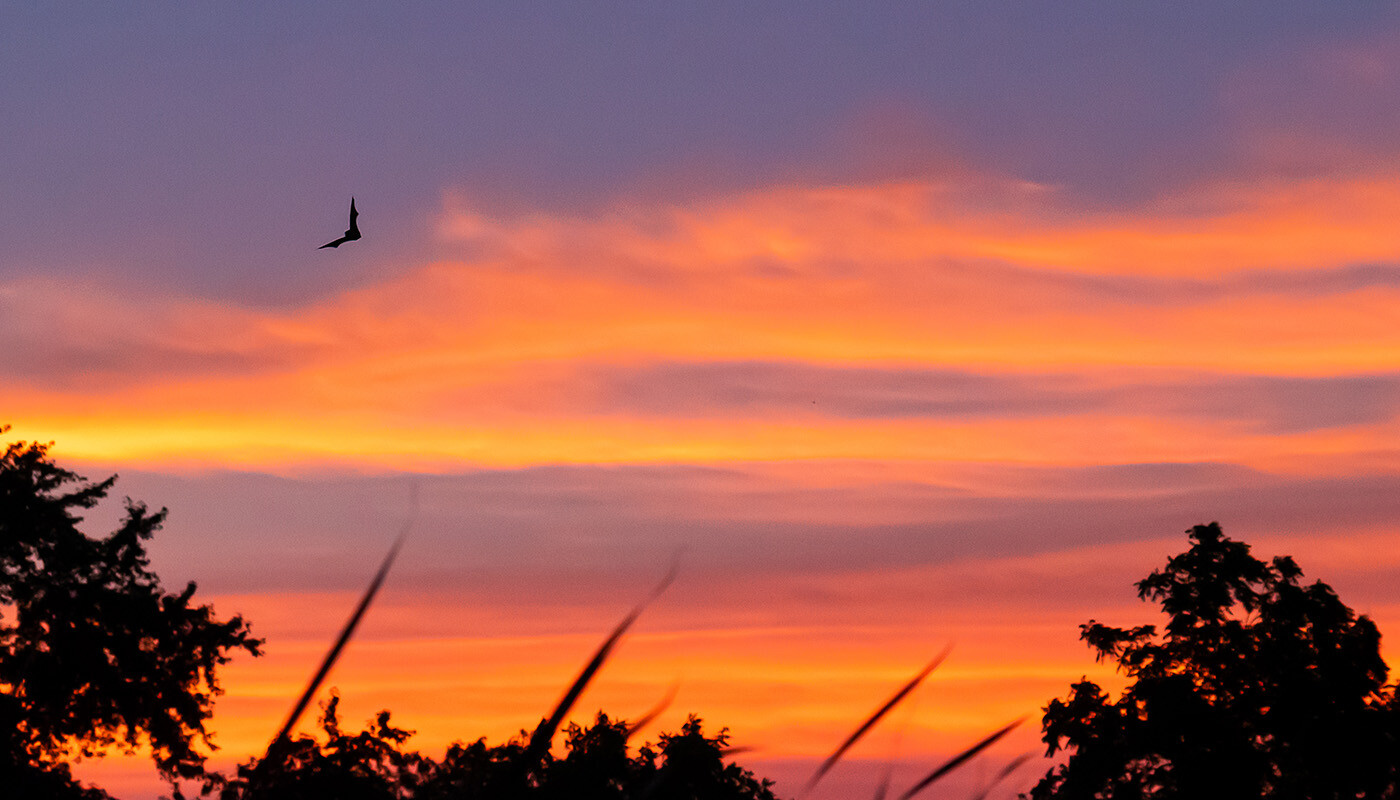 A bat flying through the air during sunset above a forest preserve