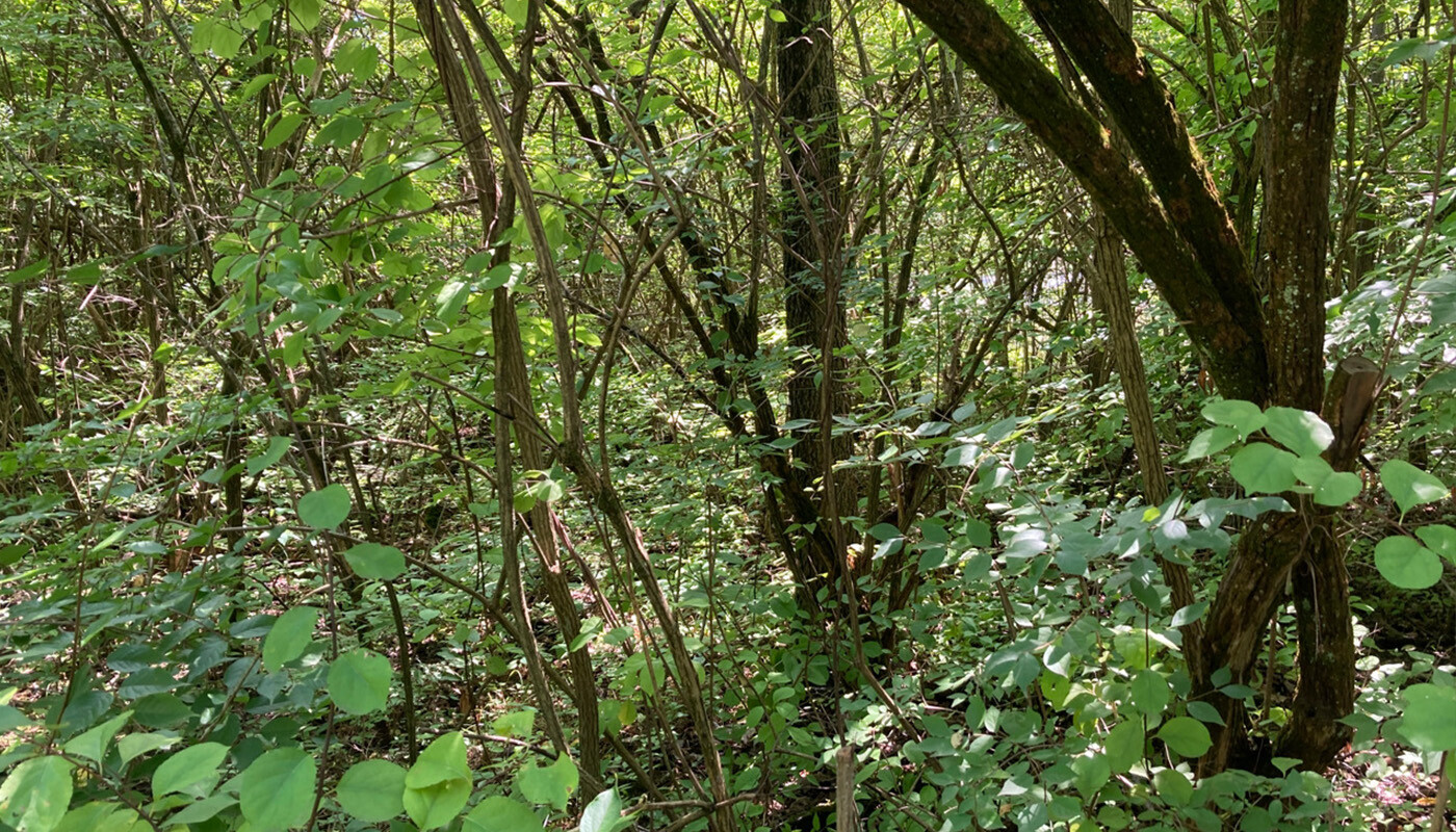 Sections of Red Gate Woods are currently overwhelmed by uncontrolled growth, including invasive plants and unusually dense overgrowth. The upcoming project places significant emphasis on the removal of invasive brush, aiming not only to mitigate its impact but also to improve and rejuvenate the overall area's ecosystem.