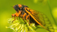 A cicada perching atop a flower.