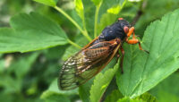 A cicada on a leaf.